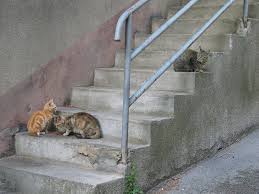 Dierenbescherming mechelen vzw zal in de volgende categorieën uitgevoerd worden: Heistse Zwerfkatten Naar Dierenbescherming Mechelen Kempennieuws