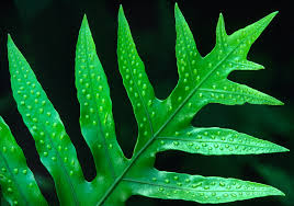 Image result for Polypodiaceae