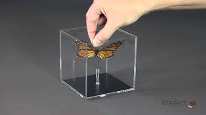 Es ist ein gutes beispiel, dass nahezu jeder gegenstand in kunstharz eingegossen werden kann. Insect3d Kubus Intro Youtube