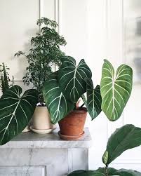 Philodendron Gloriosum Is Easily One Of Our Favorite Aroids This Photo By Plantshapes Perfectly Captures Its Lusciously Velvet L Easy House Plants Plants Plant Decor
