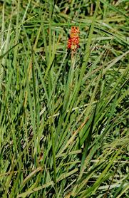 Image result for Disa woodii