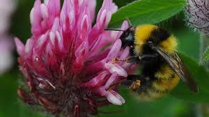 Queen bumblebees and carpenter bees are the largest native bees in the united states. Caught By The Buzz Saving Bumblebees Is The Best Job Bbc News