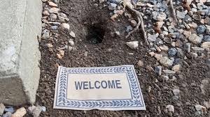 Über 80% neue produkte zum festpreis. How To Fill Chipmunk Holes 3 Easy Methods
