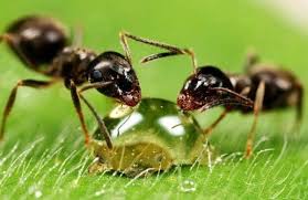 Marschiert eine ganze armee von ameisen durch die keksdose auf der küchenarbeitsplatte? Ameisen Bekampfen Im Haus Und Im Garten Hausmittel Gegen Ameisen Hausmittel Gegen Ameisen Ameisen Im Garten Und Ameisen