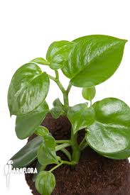 Most of them are compact, small perennial epiphytes growing on rotten wood. Araflora Exotic Flora Mehr Peperomia Saksun Starter