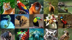 Animalia