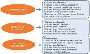Maybe you would like to learn more about one of these? Engineering Of Biomass Accumulation And Secondary Metabolite Production In Plant Cell And Tissue Cultures Sciencedirect