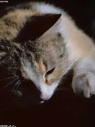 Was Sind Triglyceride Und Welche Bedeutung Haben Sie On Dymeskeydo Fasanamassimo It