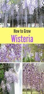 Gardening Tips For February Uk Before Gardening Tips On A Budget Where Gardening Tips For Balcony O Wisteria How To Grow Low Maintenance Garden Flowering Vines