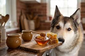Can Dogs Eat Honey? Is Honey Safe or Bad for Dogs? | Tuggs