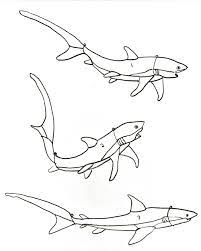 WAG the blog: Thresher shark and repartee...