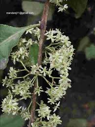 Image result for Gymnosporia senegalensis