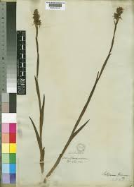 Image result for Satyrium trinerve