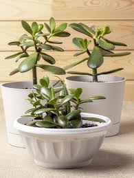 Tanaman minimalis yang paling lengkap untuk depan rumah. 7 Tanaman Hias Pembawa Hoki Sesuai Feng Shui Diletakkan Di Depan Rumah