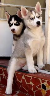Baby Siberian Husky Black And White Pin On Siberian Husky