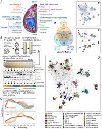 A Subcellular Atlas Of Toxoplasma Reveals The Functional Context Of The Proteome Biorxiv