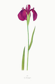 Download Premium Illustration Of Vintage Iris Flower Illustration Template Flower Illustration Iris Flowers Flowers