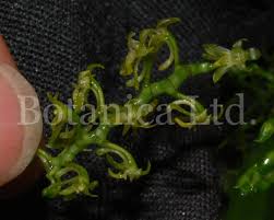 Image result for Angraecopsis amaniensis