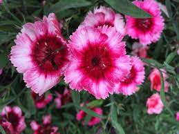 15 Different Types Of Carnations Dianthus Carnation Plants Carnations Carnation Meaning