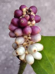 Image result for Anchomanes