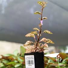 Image result for Hypoestes