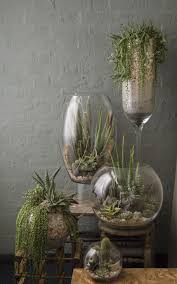 Pin On Indoor Plants