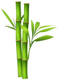 Bamboo Png Image Bamboo Drawing Bamboo Art Panda Art