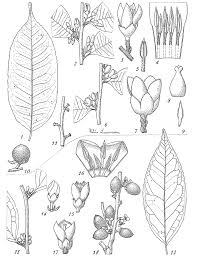 Image result for Diospyros abyssinica