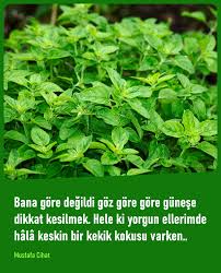 Bana Gore Degildi Goz Gore Gore Gunese Dikkat Kesilmek Hele Ki Yorgun Ellerimde Hala Keskin Bir Kekik Kokusu Varken Mustafa Cihat Yorgun