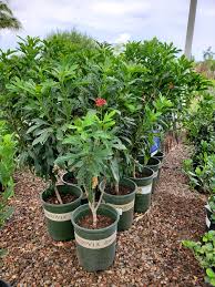 Image result for Jatropha campestris