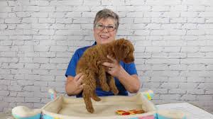 Family raised, well socialized, and healthy. Watch This Cute Labradoodle Puppy Video Youtube
