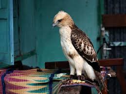 Check spelling or type a new query. Penyelamatan Elang Brontok Kibc Jogjakarta 2009 Kabar Kabar Burung Di Mana Mana