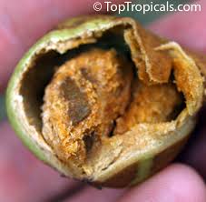 Image result for Vangueria madagascariensis