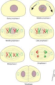 Meiosis 1 and meiosis 2 are two separate substages of meiosis. Difference Between Meiosis I And Meiosis Ii Compare The Difference Between Similar Terms