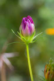Portrait Of A Cosmos Bud Beautiful Flowers Flower Bud Flowers