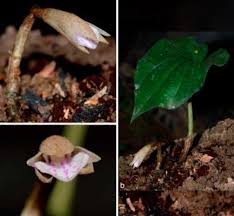 Image result for Nervilia adolphi