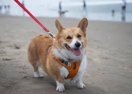 Find corgi puppies for sale with pictures from reputable corgi breeders. Photos Oregon Corgi Beach Day Benefiting The Oregon Humane Society Katu