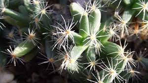 Image result for Aizoaceae