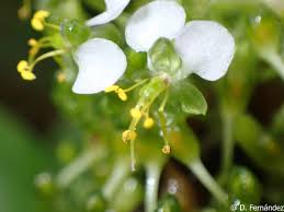 Image result for Aneilema umbrosum