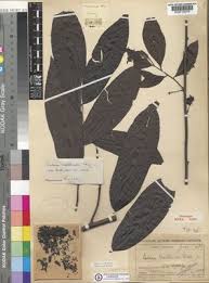 Image result for isolona lebrunii