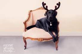 Burp Padfoot Whiskers Wings Pet Photography Balmain Sydney Dog Christmas Photos Animal Photography Christmas Dog