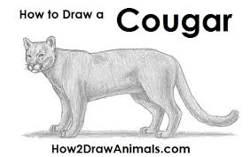 10 easy animal drawings for kids | best drawings: How To Draw A Cougar