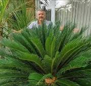 Sago Palm Update 2023 Cycas Revoluta outdoors in Zone 5B Ontario Canada