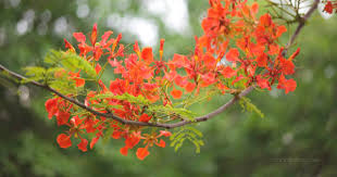 Patokan ini biasanya hanya bisa digunakan oleh para. Ciri Ciri Pohon Flamboyan Delonix Regia Di Alam Liar Ciriciripohon Com