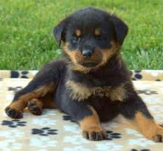 Rottweilers are loyal, family orientated dogs with a natural instinct to guard and protect. Crystal Rottweiler Puppy In Christiana Pa Rottweiler Puppies Rottweiler Puppies For Sale Rottweiler
