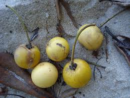 Image result for Garcinia pachyclada