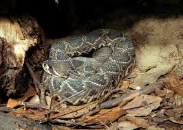 Maybe you would like to learn more about one of these? Eastern Diamondback Rattlesnake Wikipedia