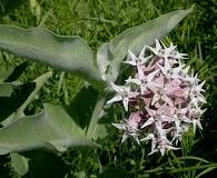 Image result for Asclepias adscendens