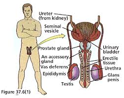 5 1 organs and systems of the human organism medicine libretexts : The Male Reproductive System