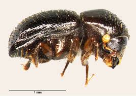 It attacks not the fruit, but the tree itself, burrowing into its trunk near or beneath ground level and devouring its way into the living cambium layer underneath. Beetle Mania The Nasty Insect That Is Killing The Trees Of Johannesburg Yale E360